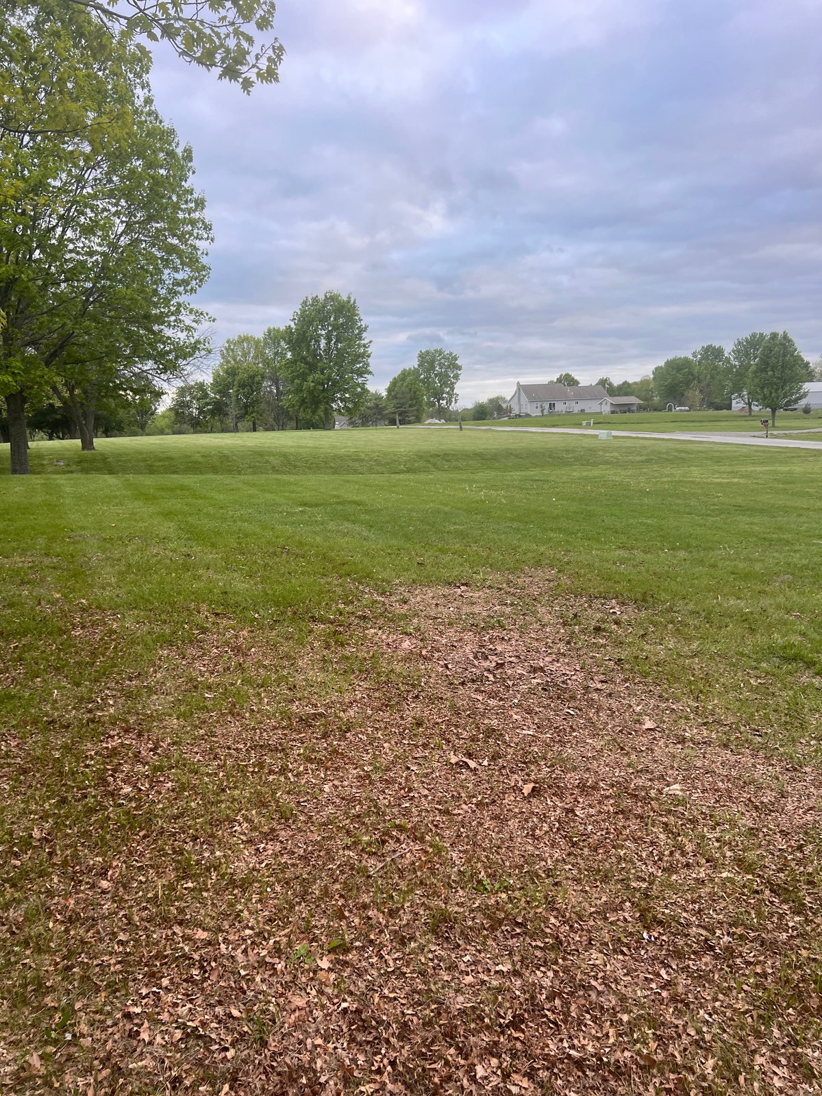 Homestead